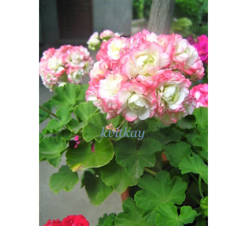 Пеларгонія зональна розобутонна Appleblossom rosebud